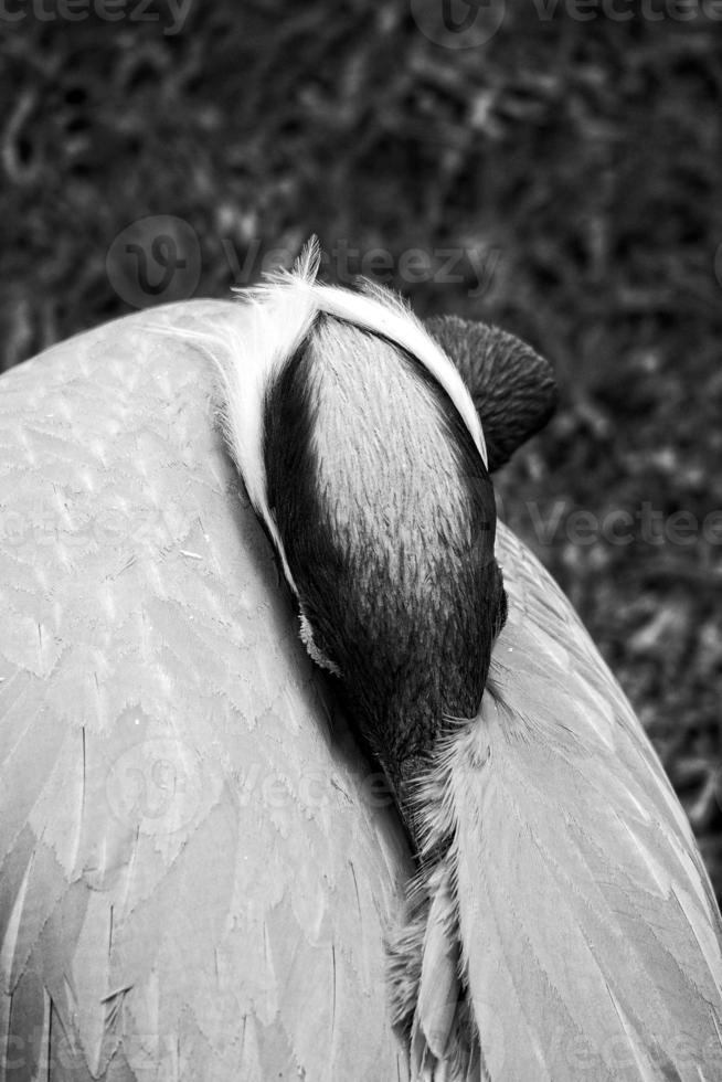 exotisch groot vogel in natuurlijk leefgebied detailopname foto