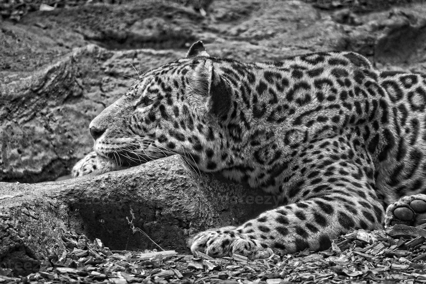 volwassen luipaard aan het liegen in de dierentuin tuin foto