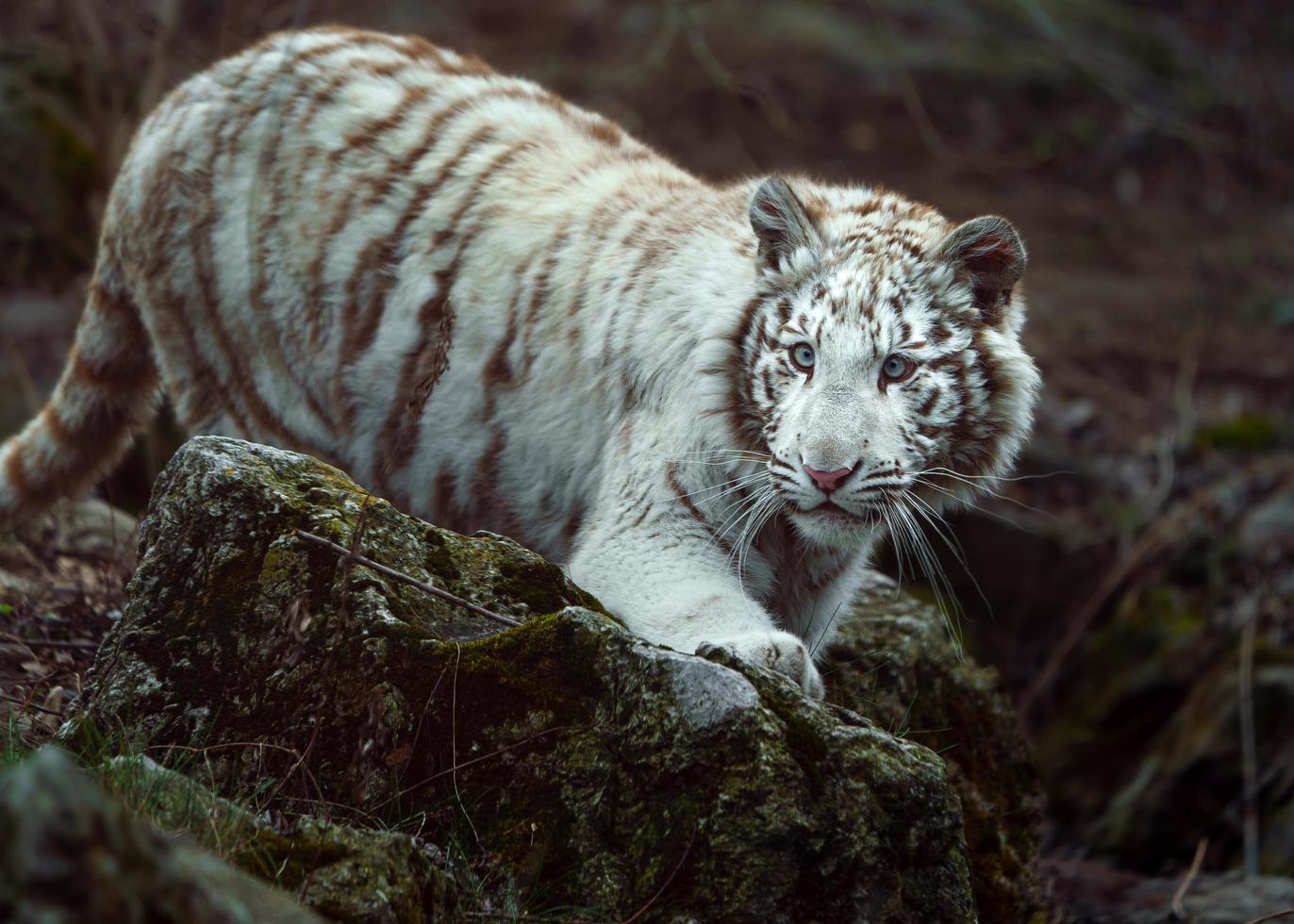 wit tijger in dierentuin foto