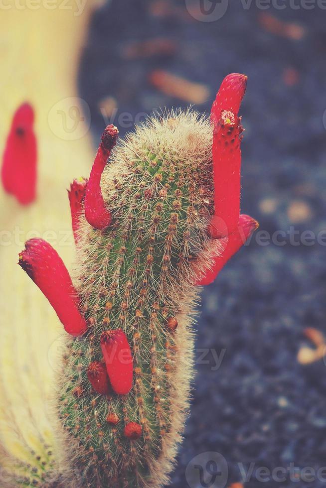nieuwsgierig groot groen origineel cactus bloem bloeiend bloeiend groeit in de tuin dichtbij omhoog foto