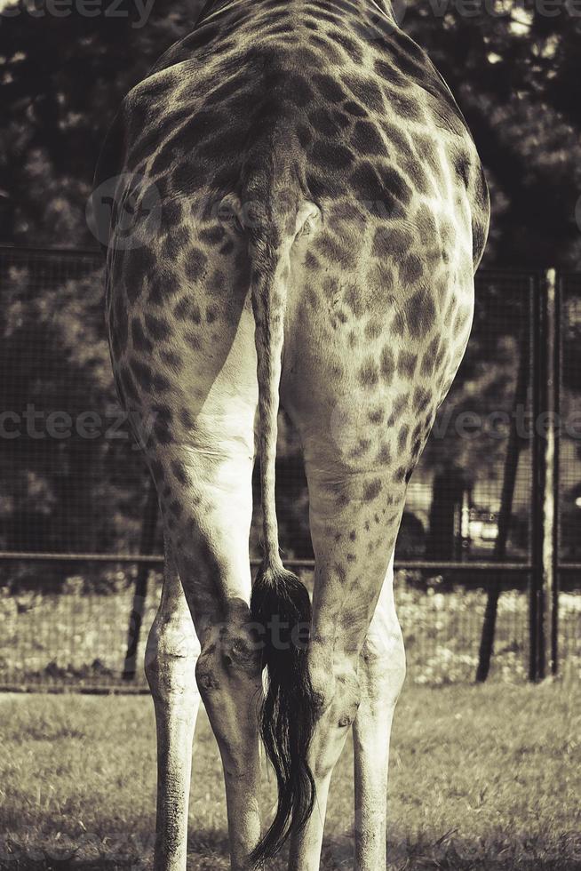 groot giraffe van achter staart en poten achtergrond foto