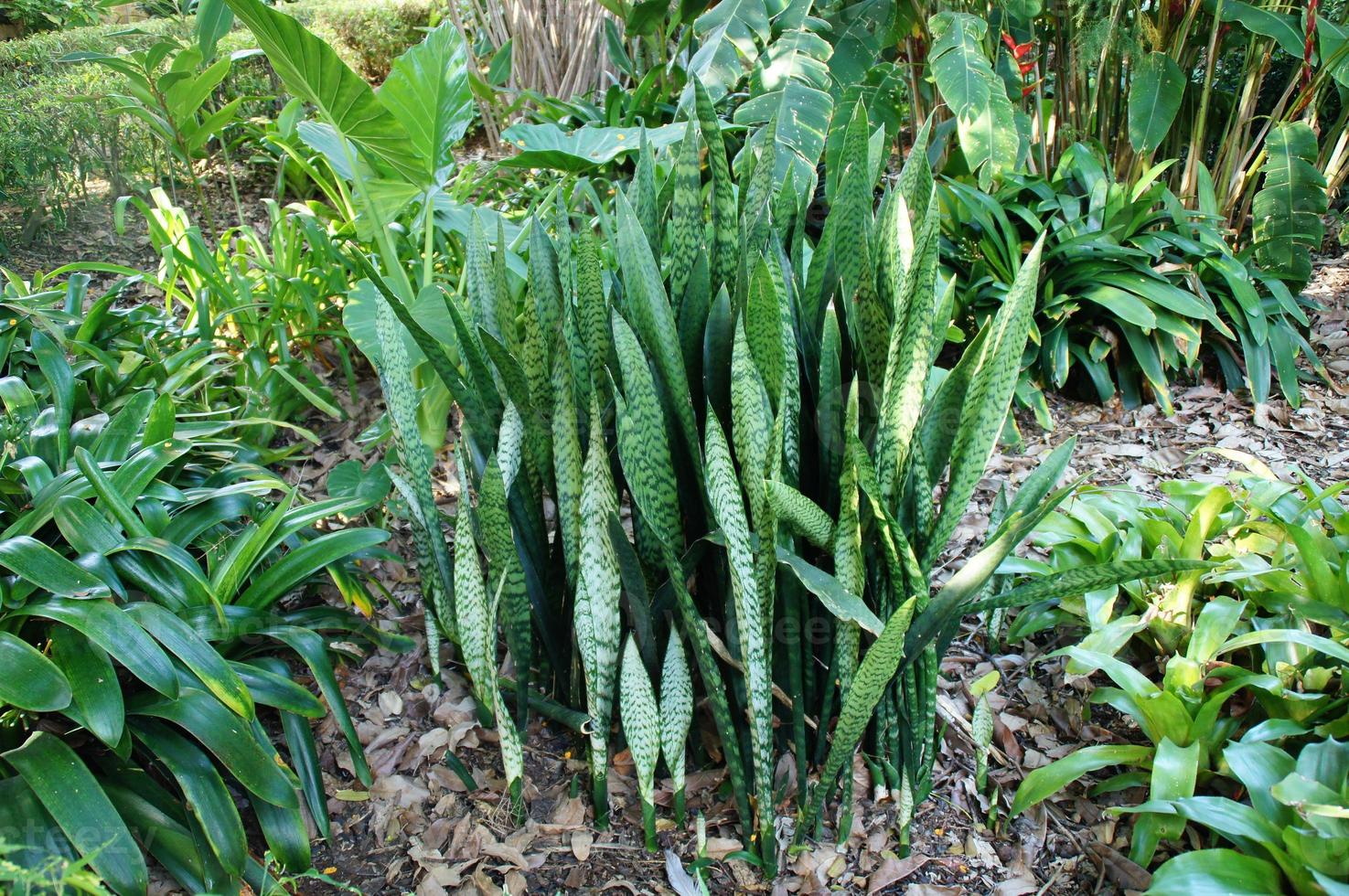 groen achtergrond met exotisch planten in de tuin foto