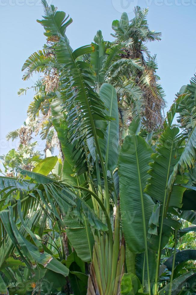 groen groot palm boom groeit in de tropen foto