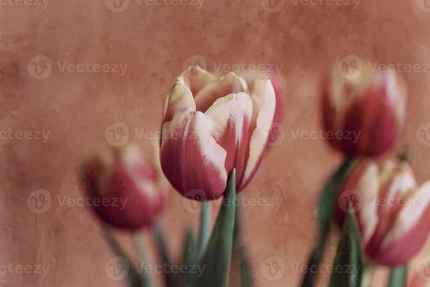 delicaat voorjaar geel rood tulp in detailopname Aan achtergrond foto