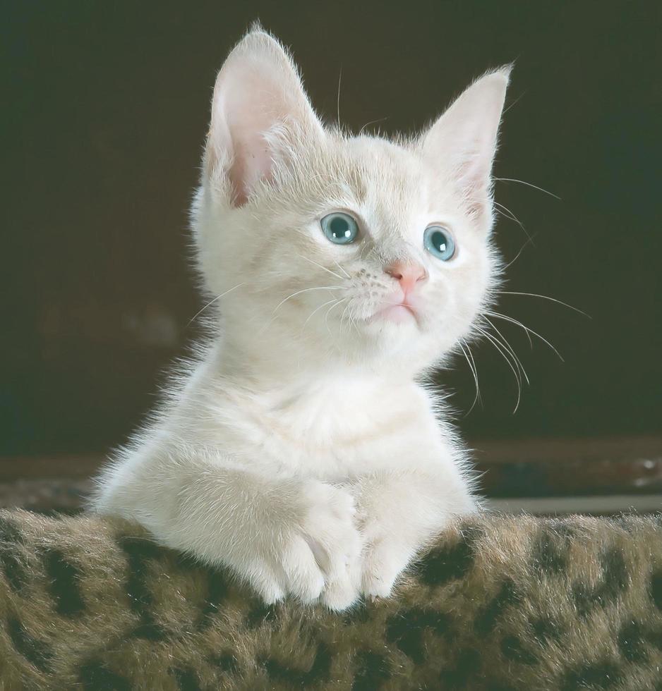wit kat mooi, kat katje huisdier pot jong kat dier foto