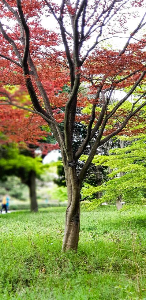 herfst bladeren, Japans rood esdoorn- boom en bladeren foto