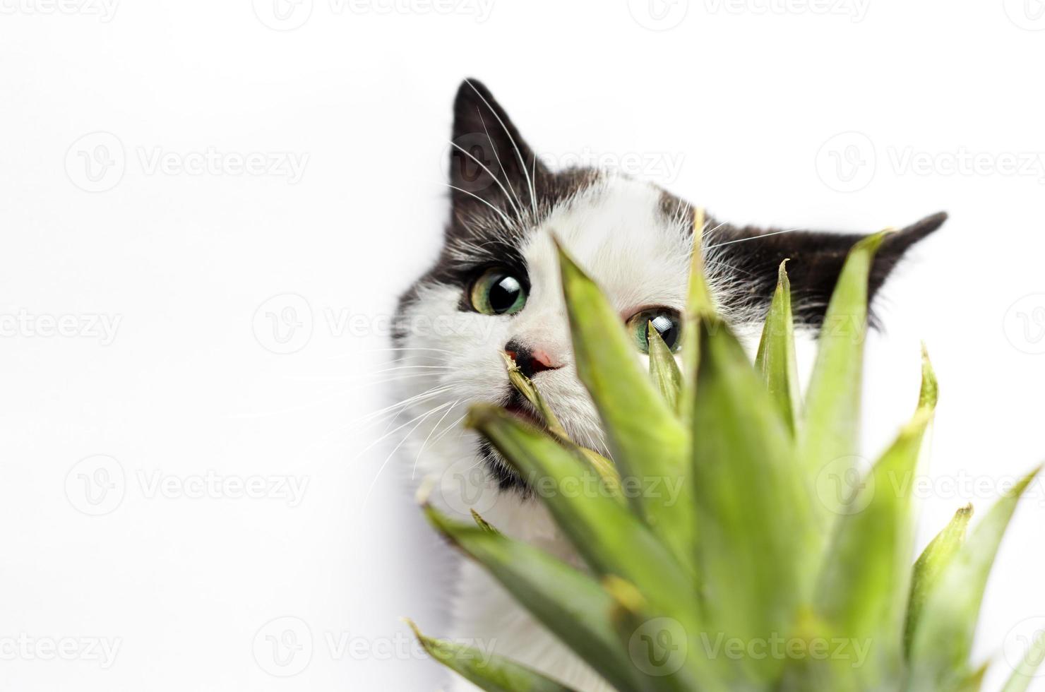 kat achter een plant op een witte achtergrond foto