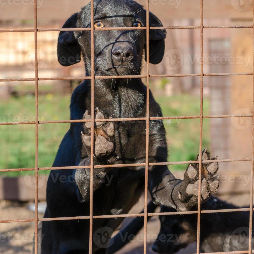 zwarte pup achter een hek foto