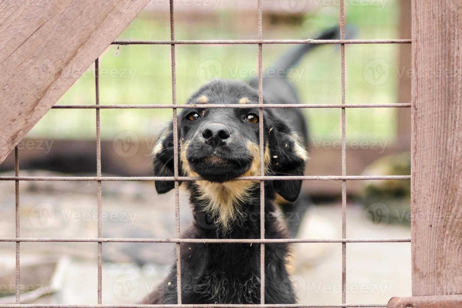 bruin en zwart puppy gezicht uit hek steken foto