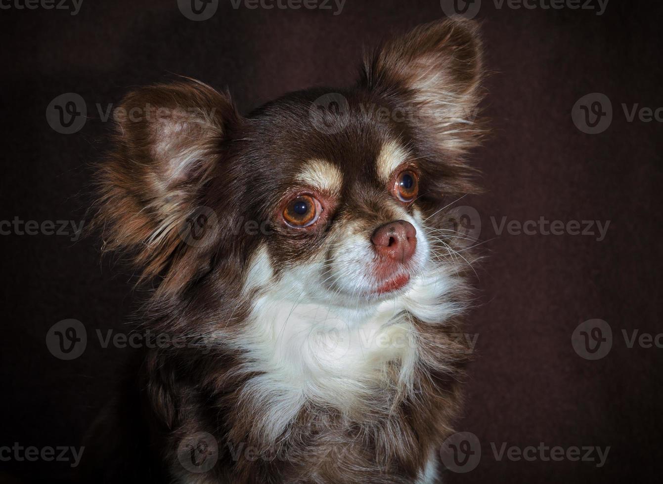 chihuahua tegen een donkere bruine achtergrond foto