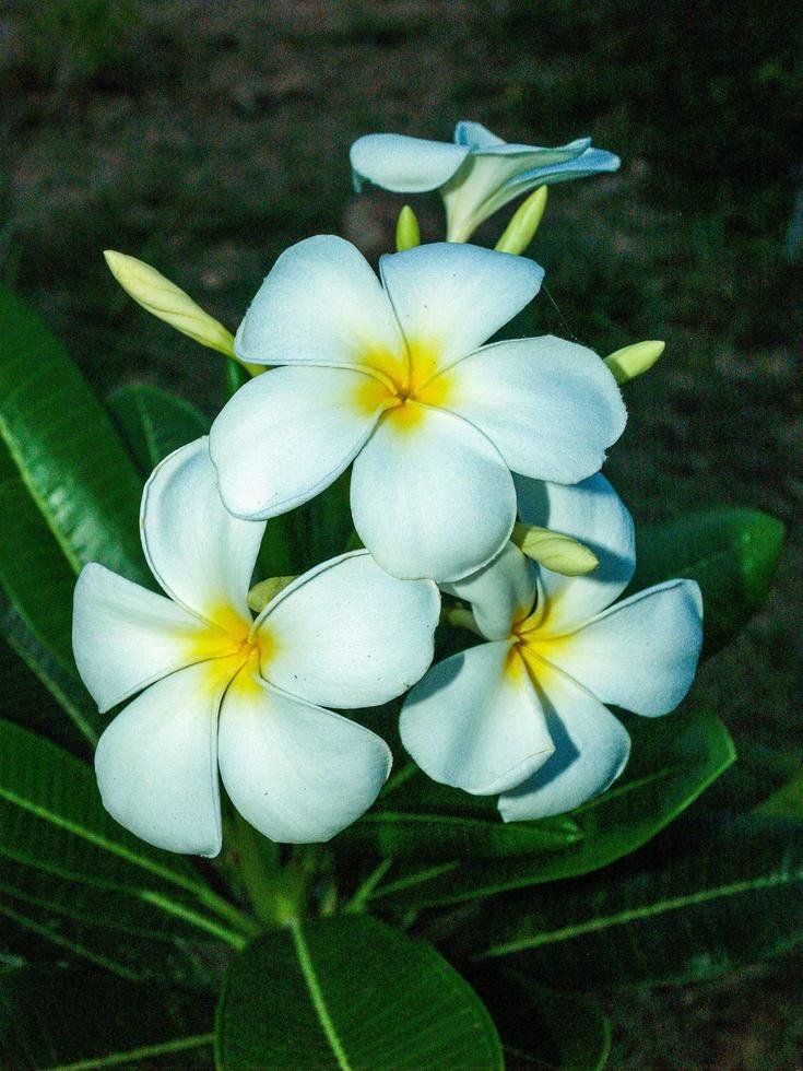 plumeria bloemen in de natuur foto