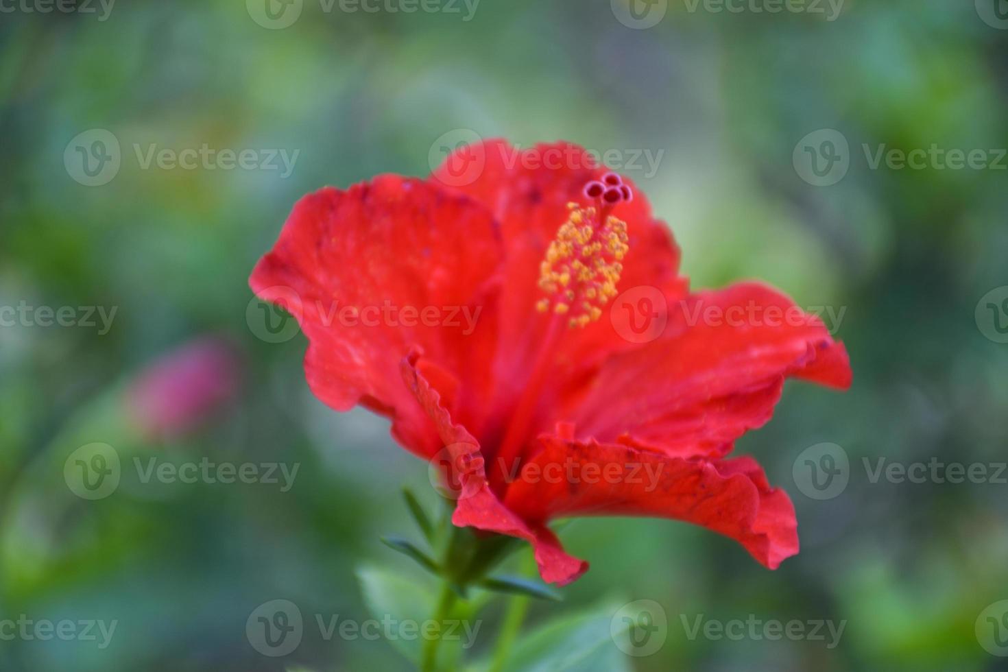 rood hibiscus bloemen bloeien in de Bangkok tuin foto