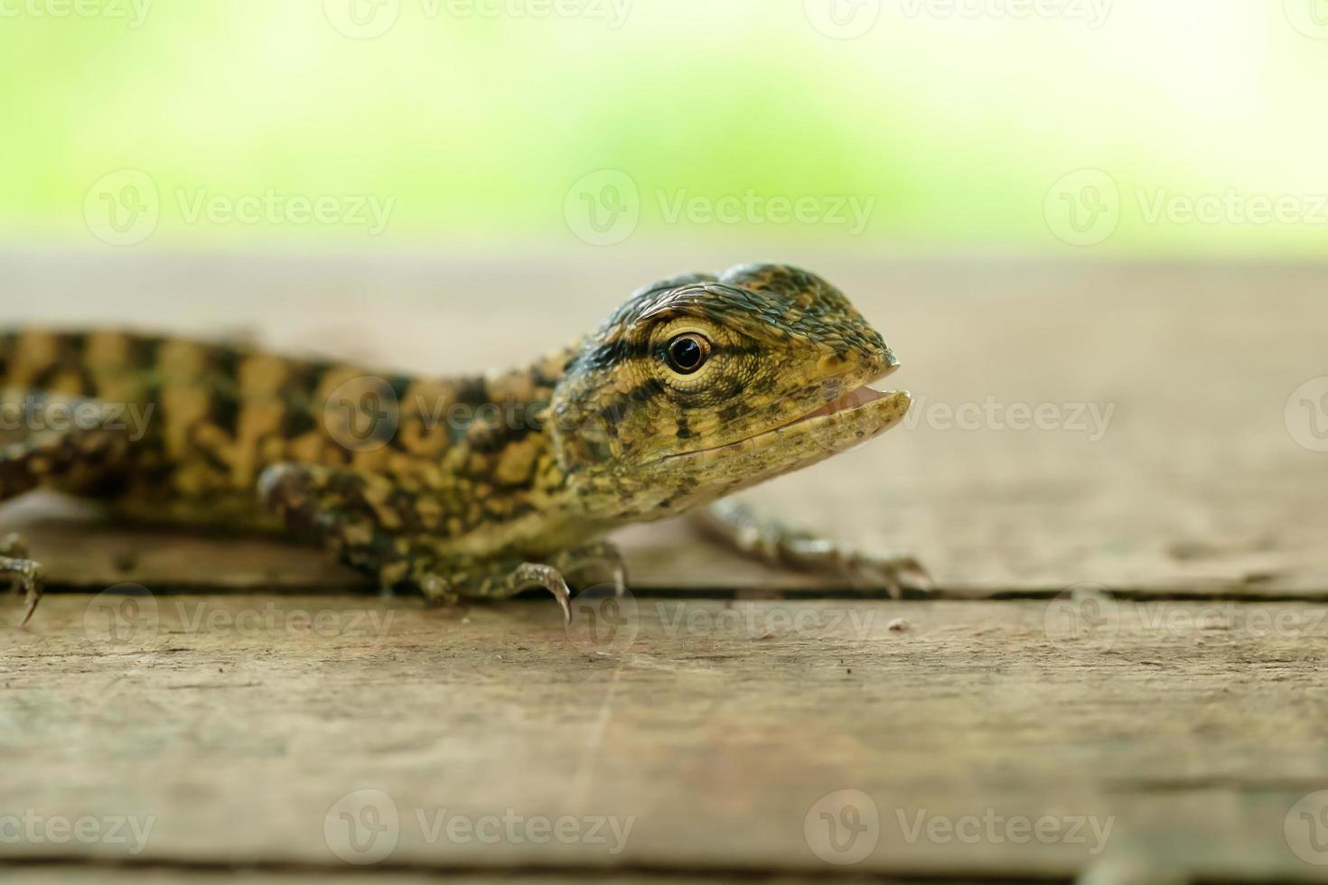 detailopname van groen kameleon welp hoofd geïsoleerd Aan wazig achtergrond foto