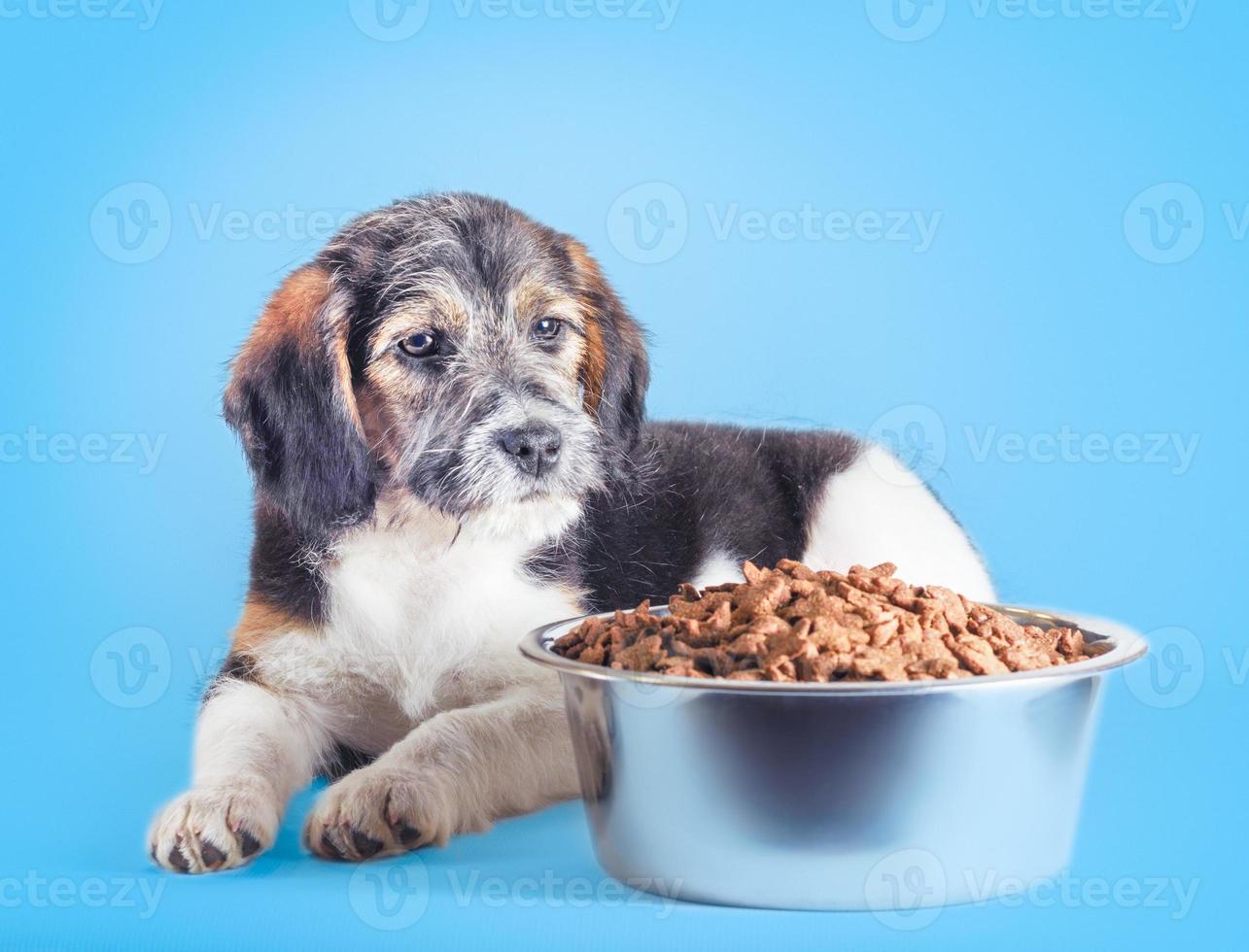 puppy met een kom met voedsel foto