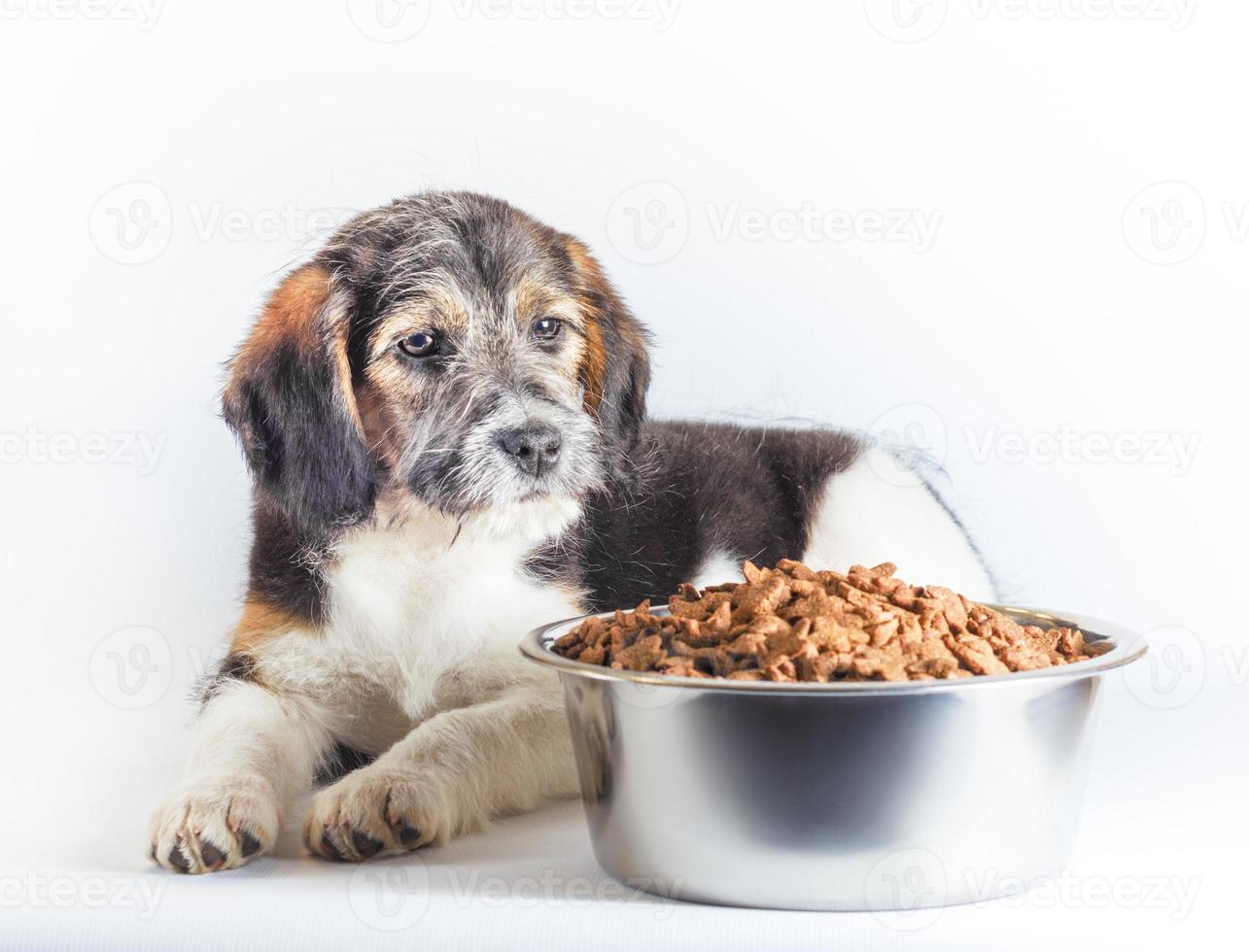 hond zit naast voerbak foto