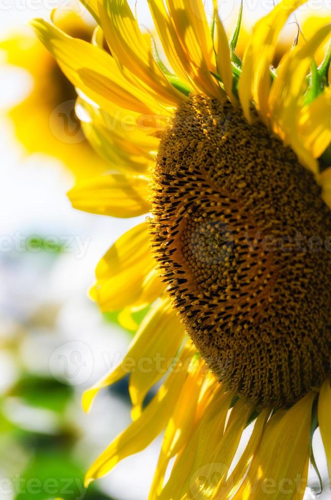 close-up van een heldere zonnebloem foto