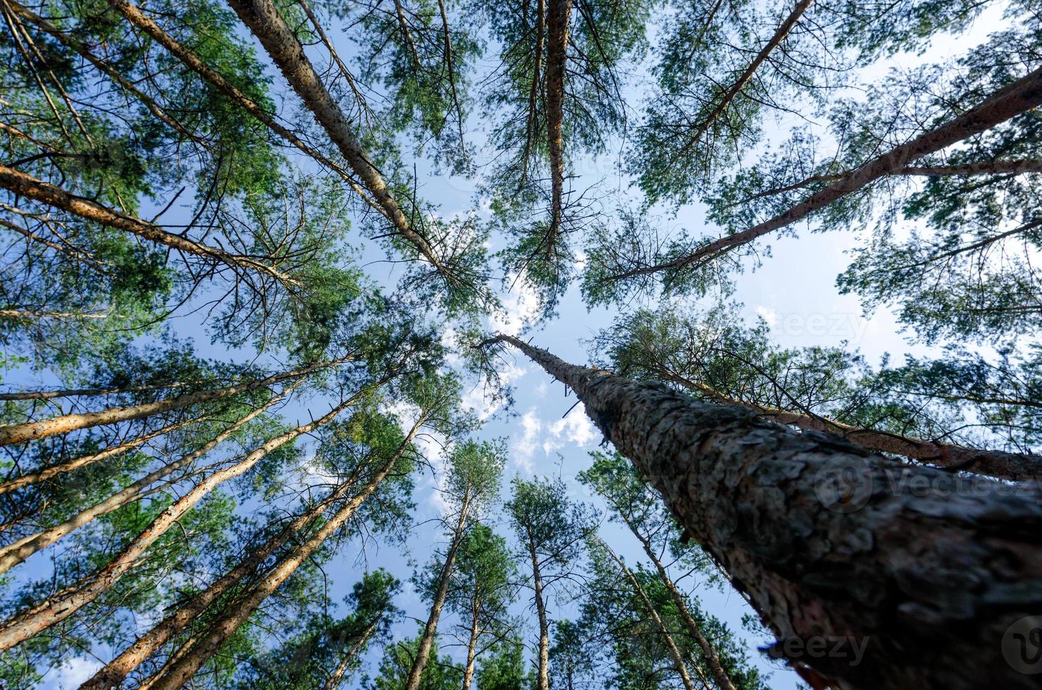 hoge pijnbomen in de lucht en de wolken foto