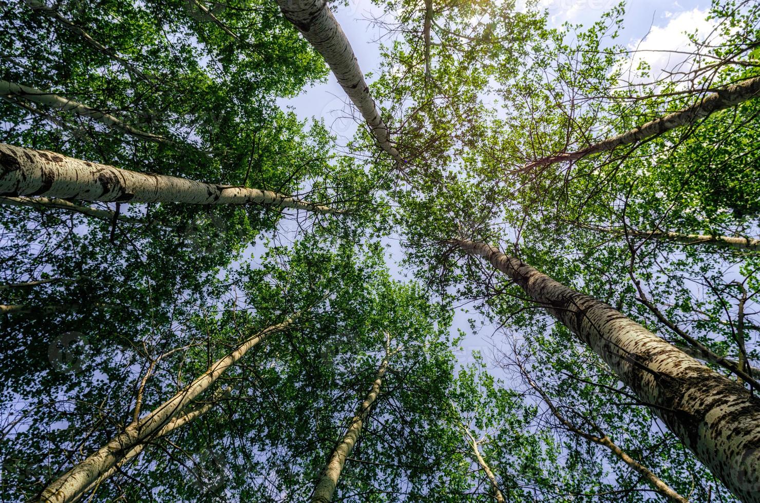 worm's eye view van bomen foto