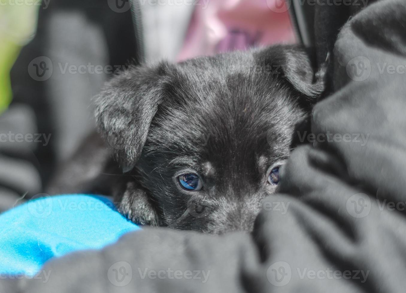 puppy verstopt achter iemands arm foto