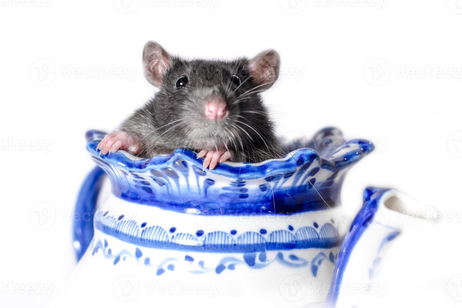 grijze rat in een theepot foto