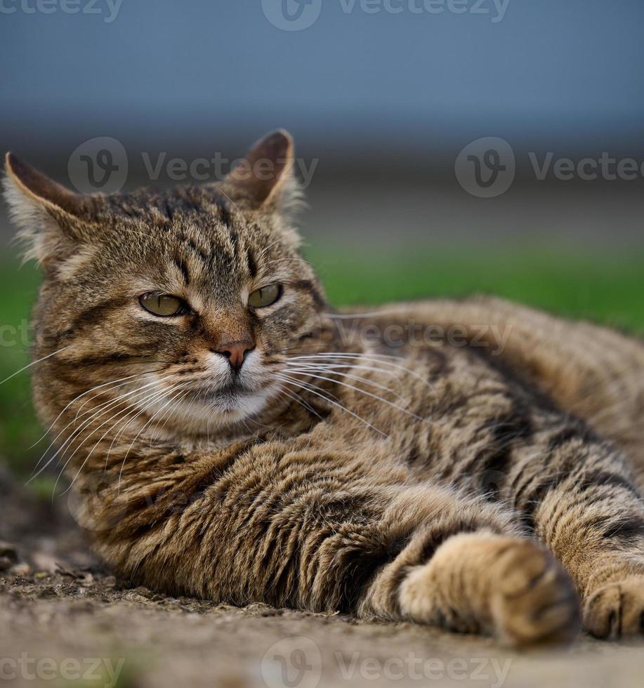 een volwassen grijs kat leugens Aan de grond en rust foto