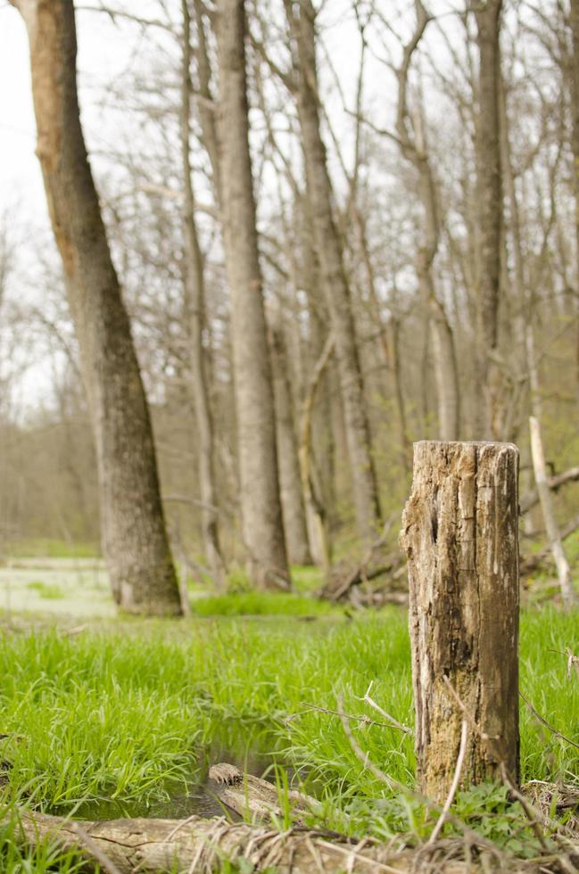 magie voorjaar Woud in Oekraïne foto