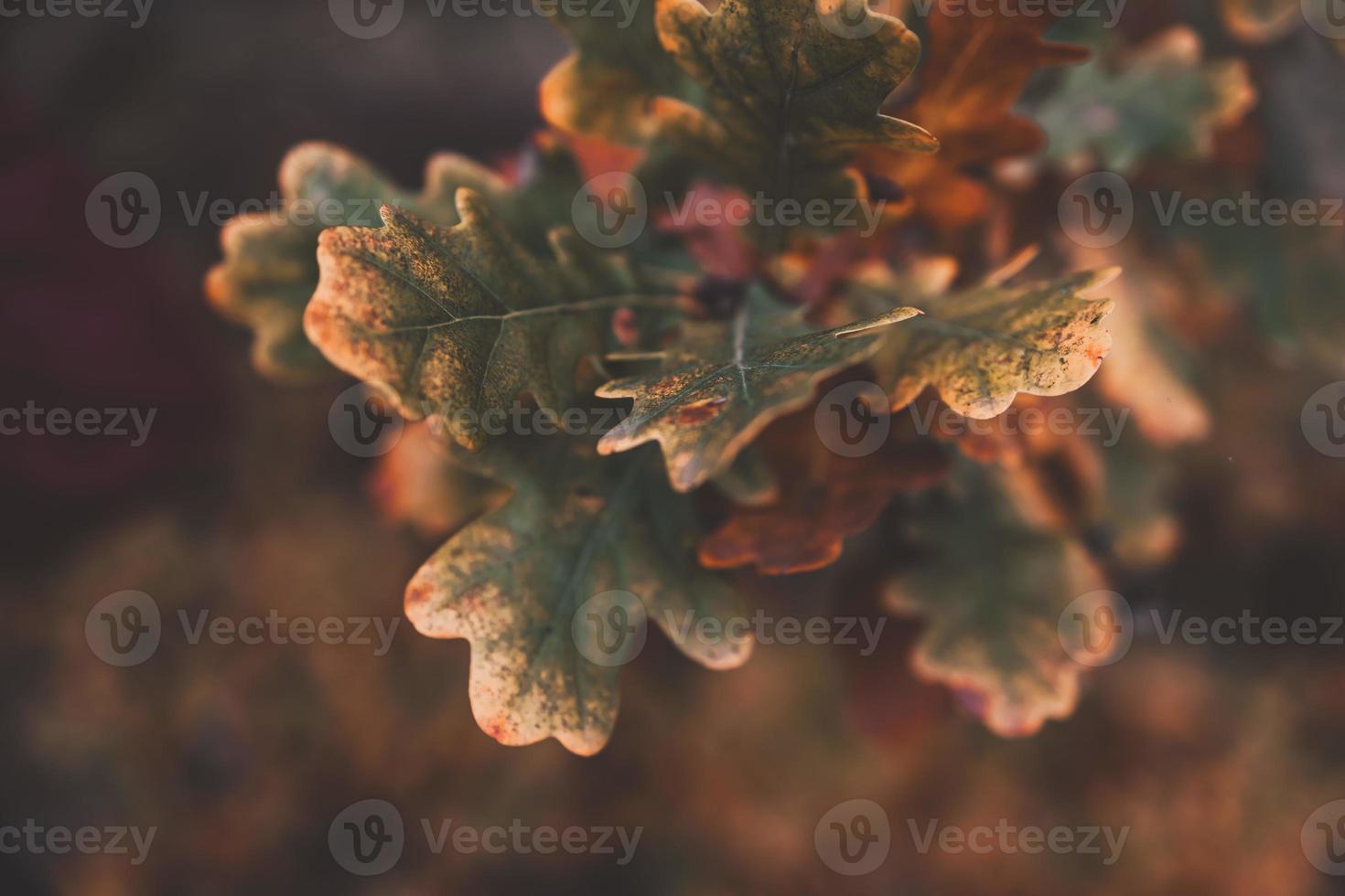 rood eik bladeren Aan een herfst boom in een park in detailopname foto