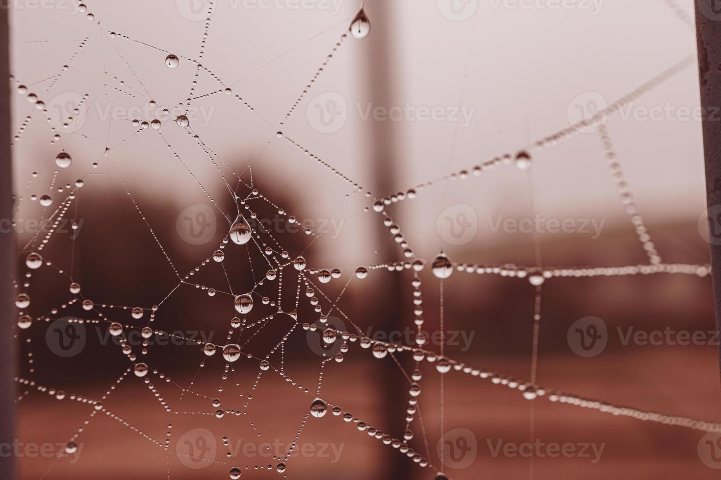 weinig zacht water druppels Aan een spin web Aan een herfst dag detailopname buitenshuis foto