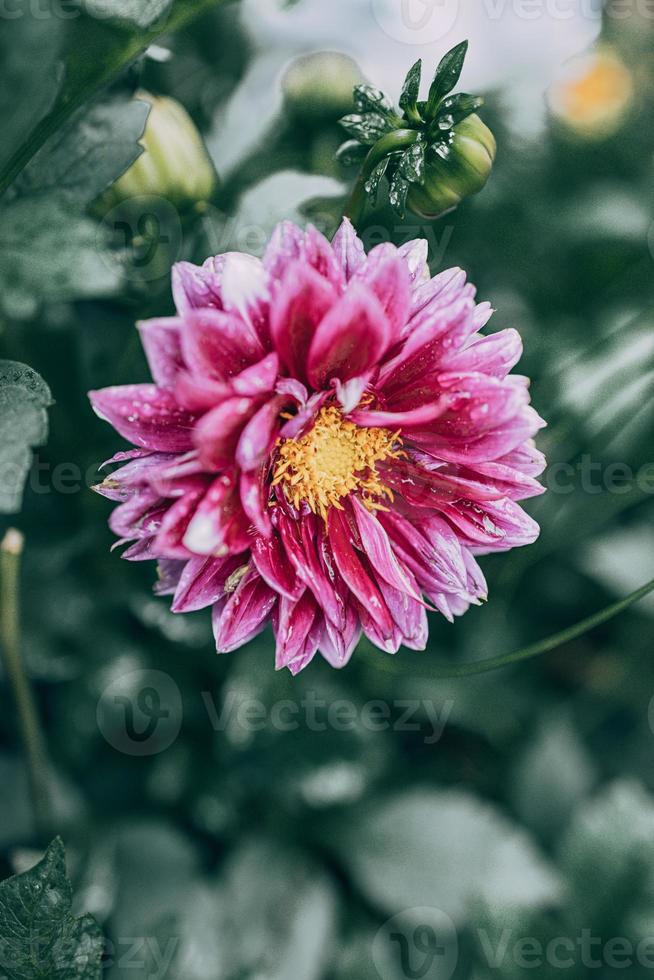 Purper dahlia in de tuin tegen de achtergrond van groen bladeren foto