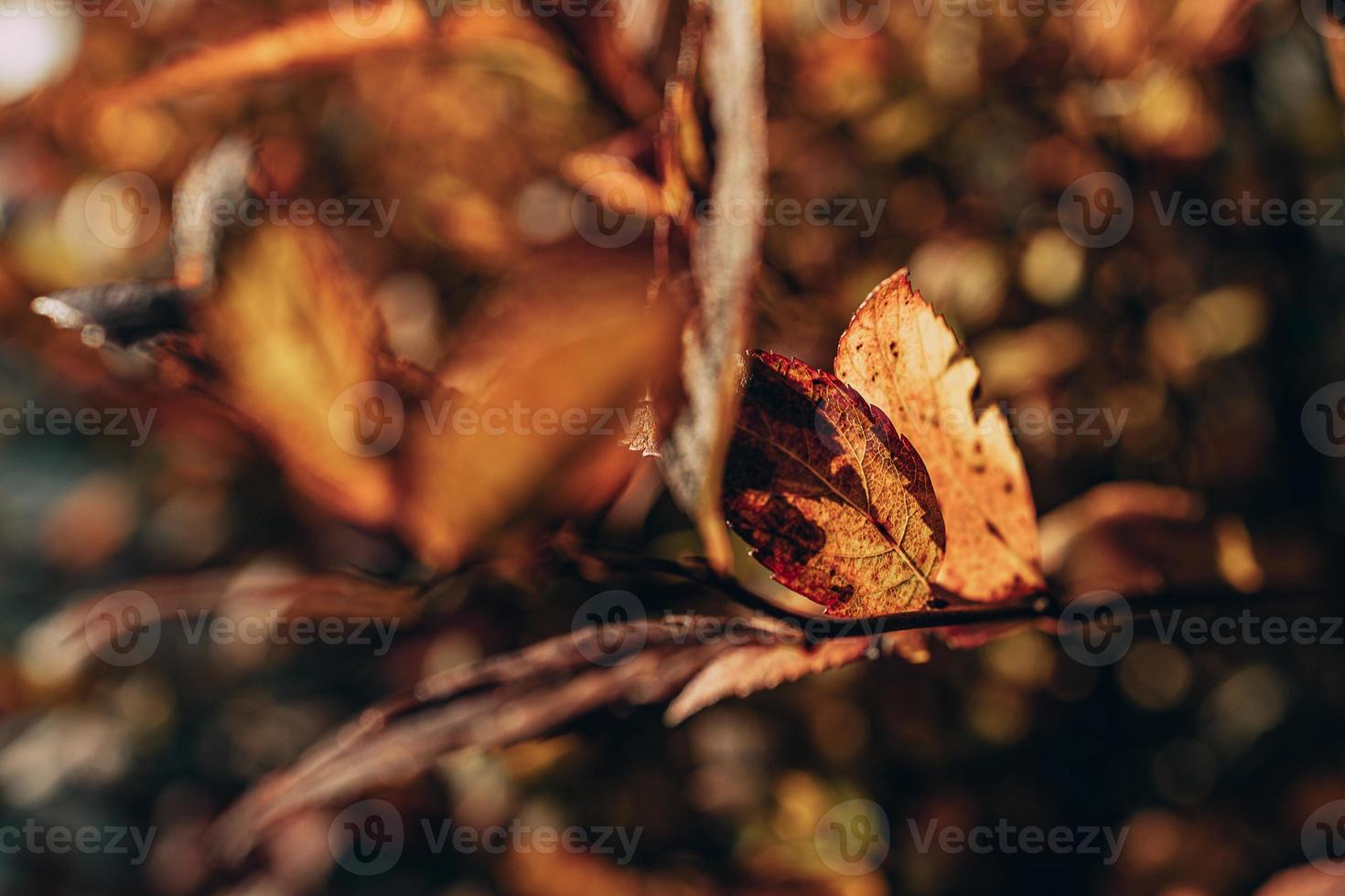 gouden herfst struik bladeren lit door warm zon in de tuin foto
