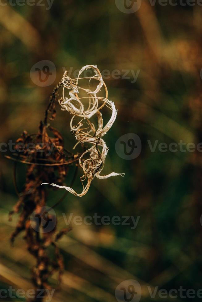 interessant abstract herfst fabriek Aan natuurlijk achtergrond foto