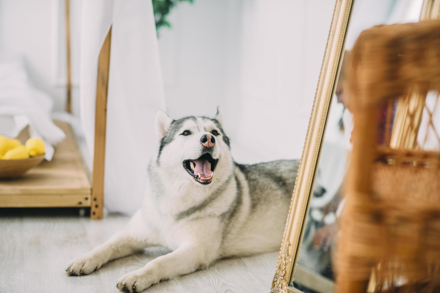 husky tot op de vloer foto