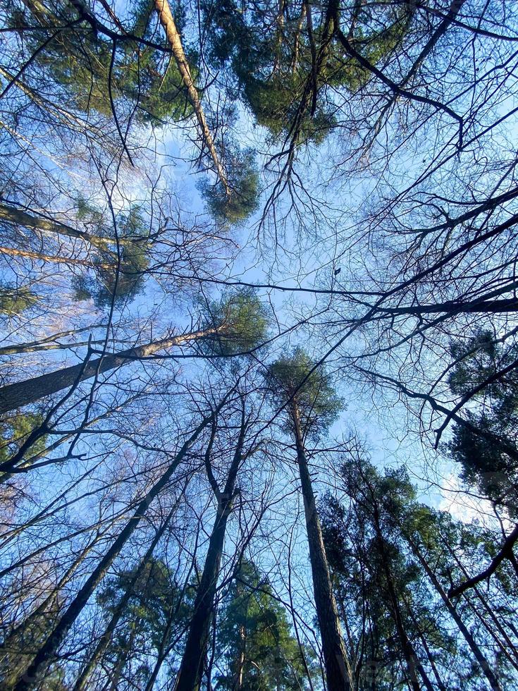 bomen in de Woud en lucht. verticaal achtergrond. foto