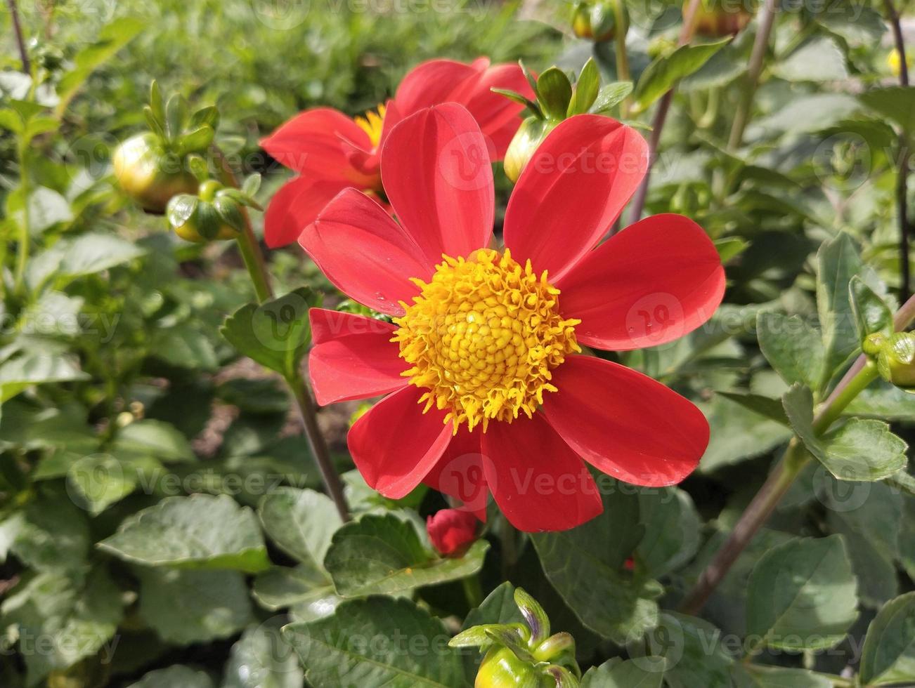 het beste rood dahlia natuurlijk bloem geweldig foto