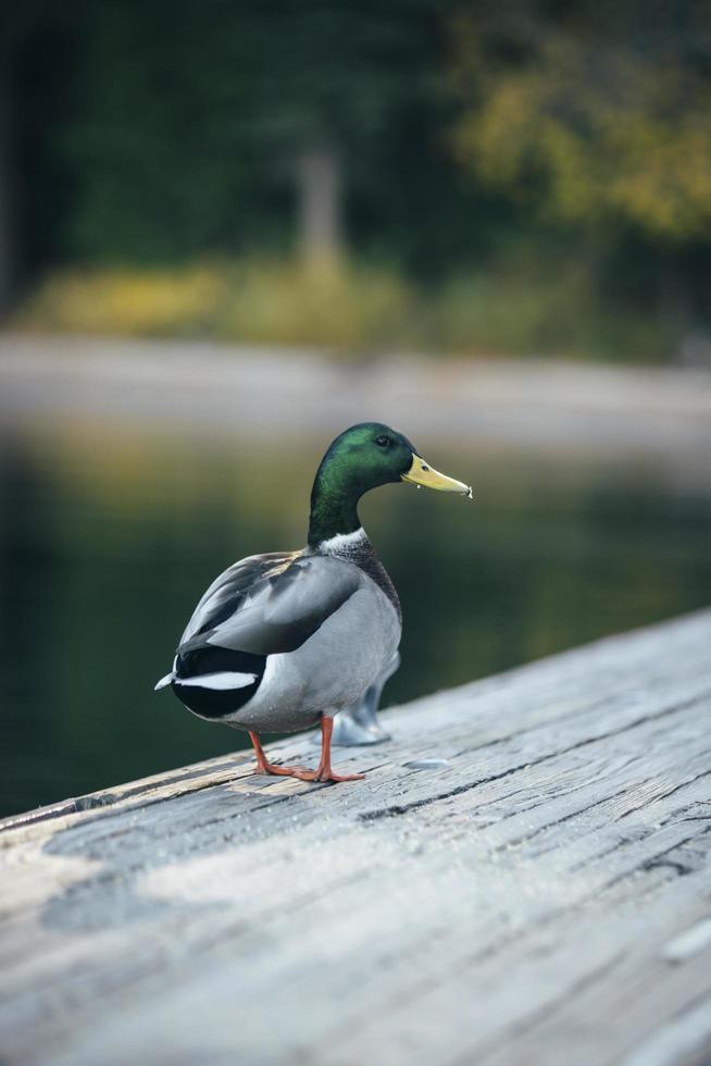 eend op een brug foto