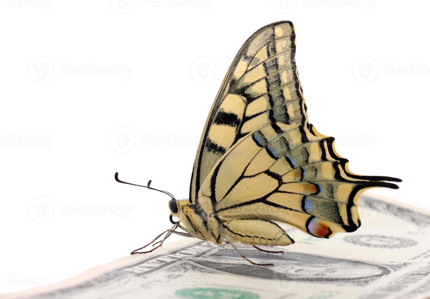 buterfly zittend Aan een dollar bankbiljet foto