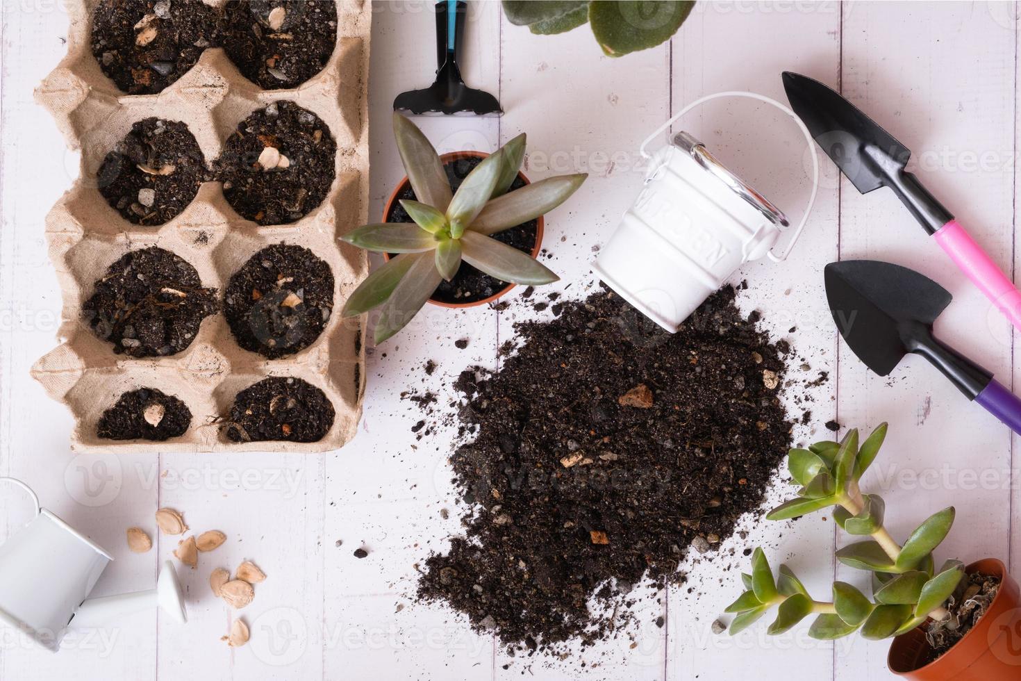 aanplant huis planten en zaailingen. voorjaar huis tuinieren concept vlak leggen, top visie foto