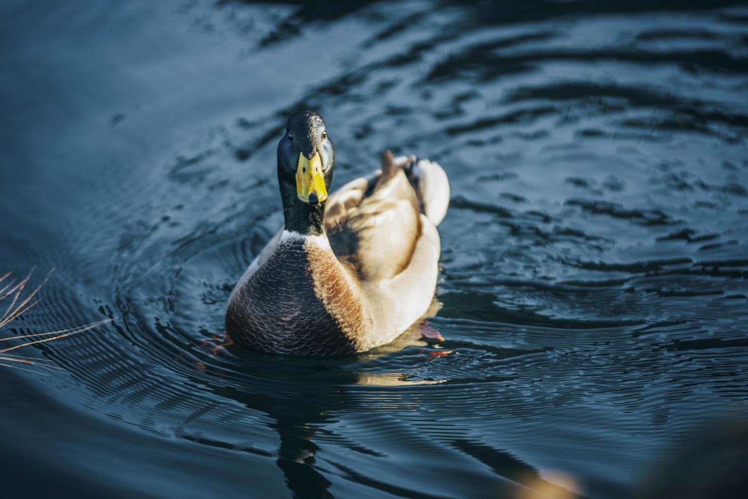 eend in water foto