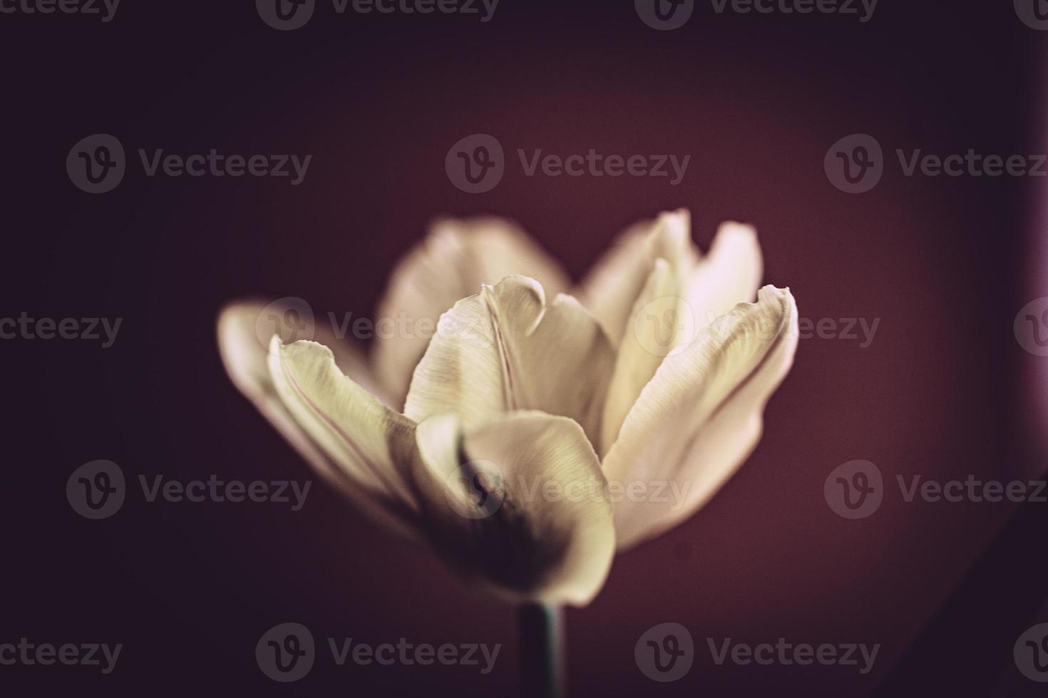 delicaat voorjaar geel single tulp in detailopname Aan achtergrond foto