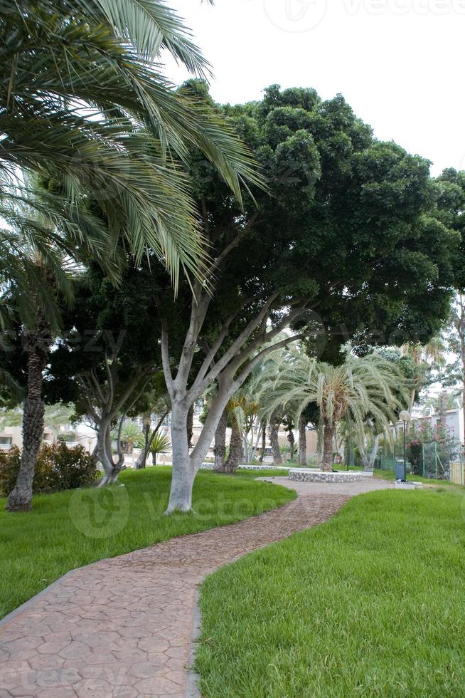 landschap door de weg tussen exotisch palm bomen foto