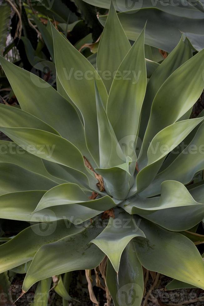 groen exotisch cactus fabriek in detailopname creëren een interessant achtergrond foto