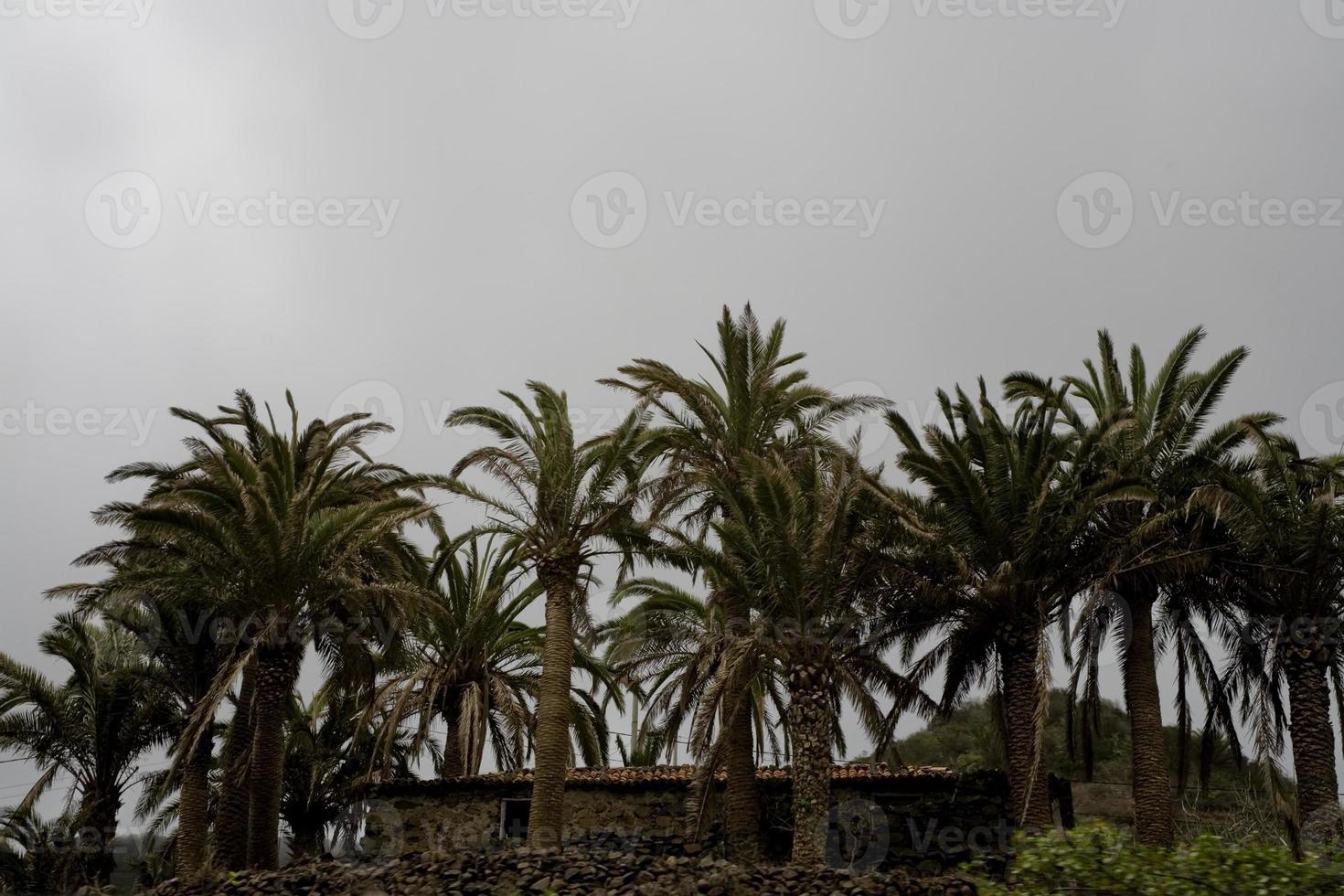 groen palm bomen Aan een bewolkt dag De volgende naar een oud steen huis foto