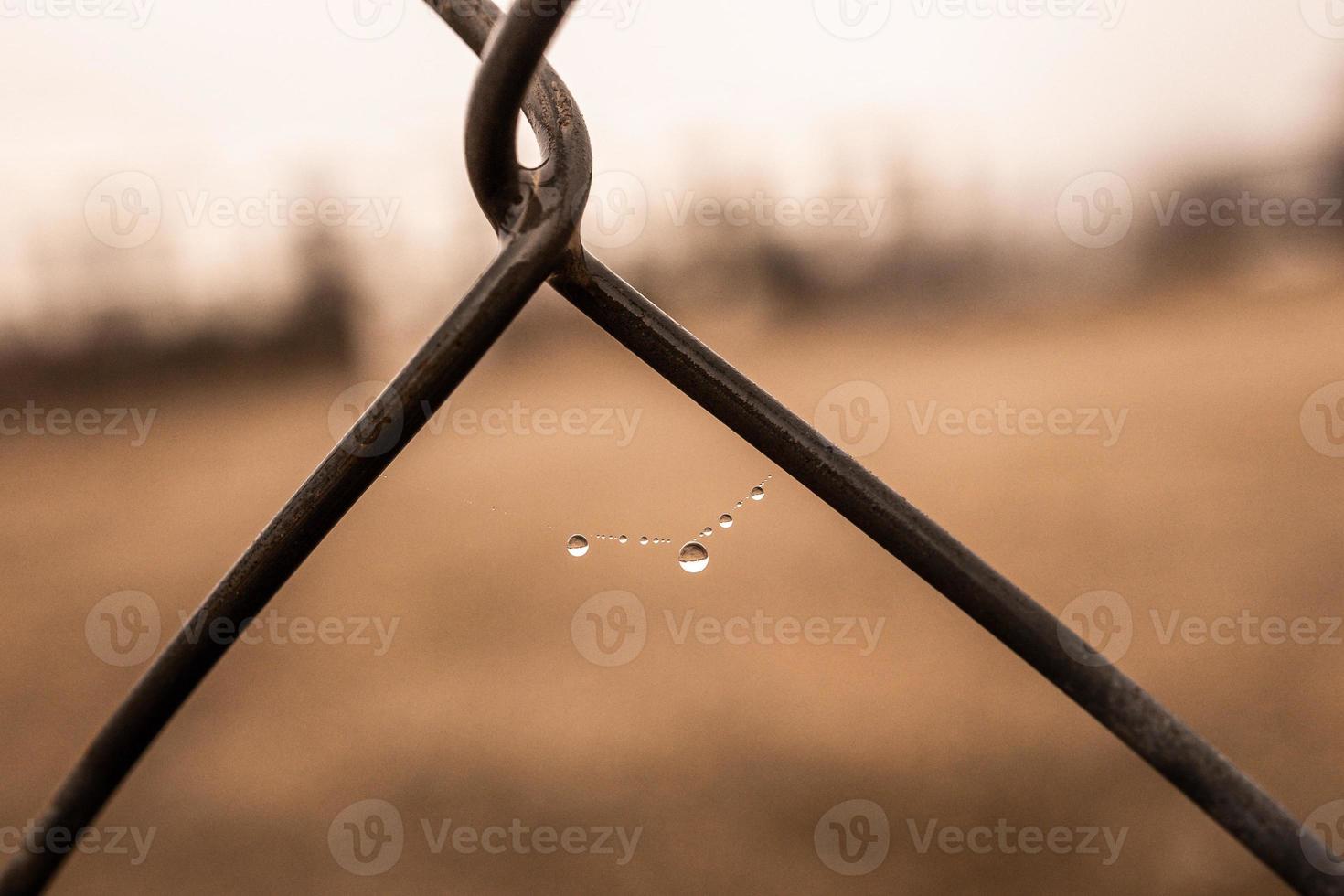 weinig delicaat water druppels Aan een spin web in detailopname Aan een mistig dag foto