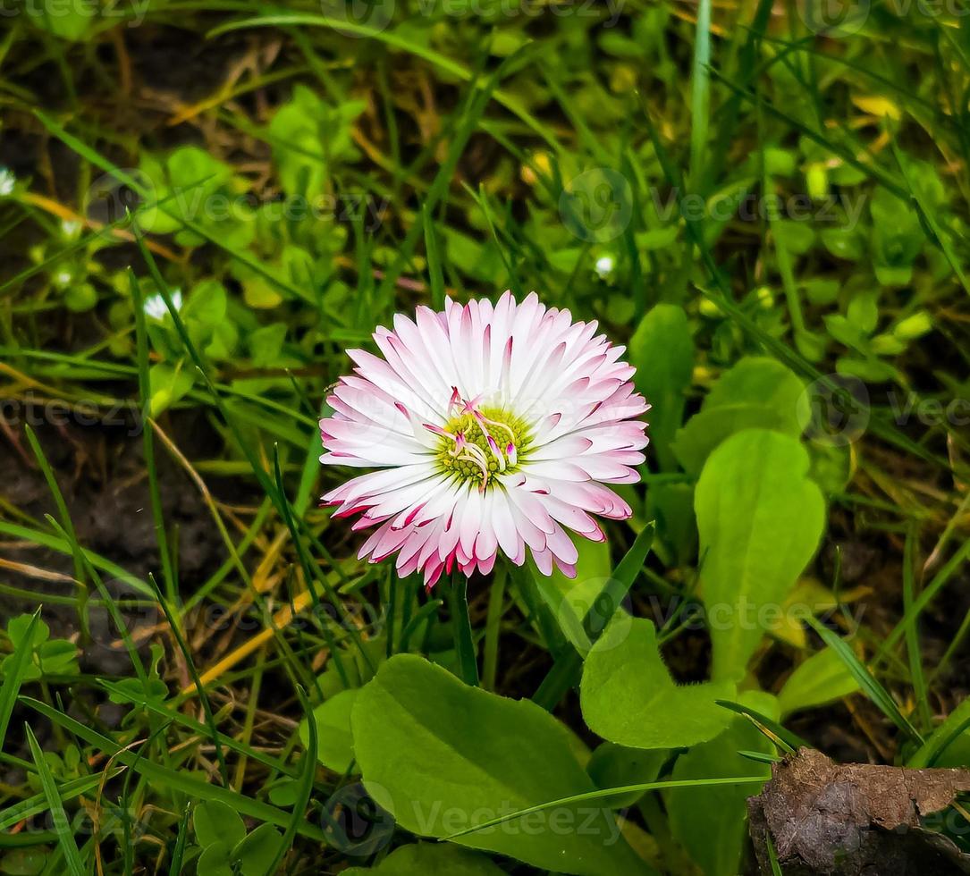 een dichtbij omhoog van een roze madeliefje bloem in de voorjaar zonneschijn foto