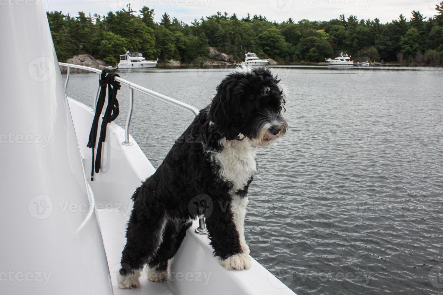 hond op zoek over- de kant van een boot foto