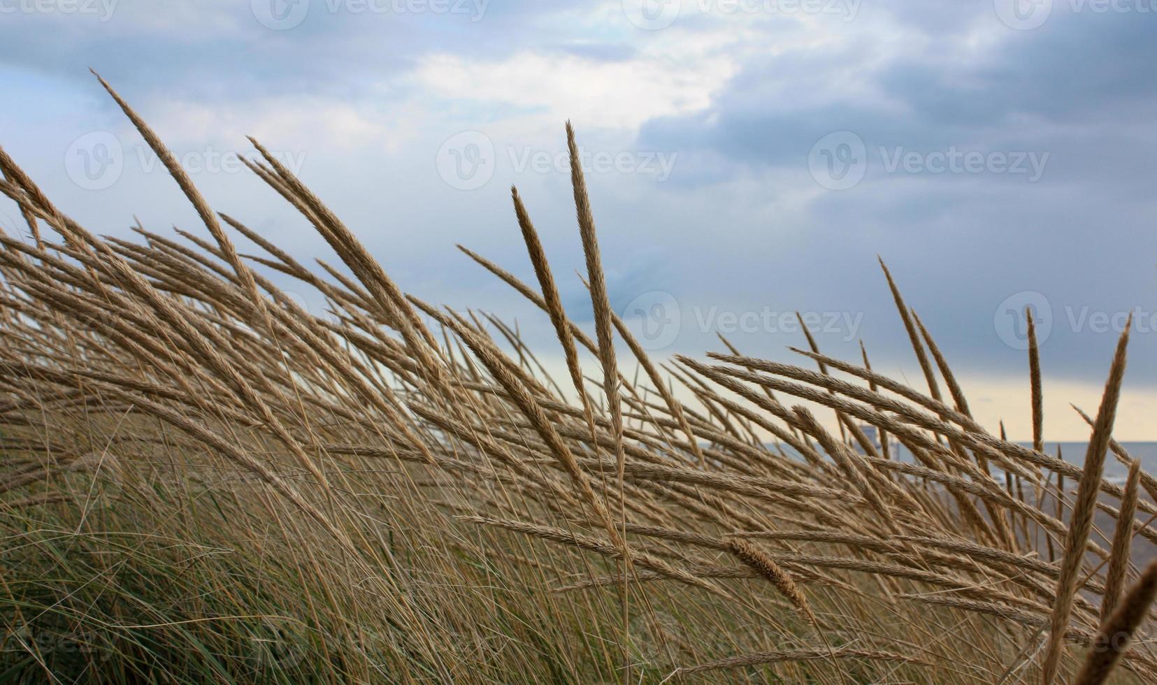 tarwe gras blazen in de wind met bewolkt lucht foto