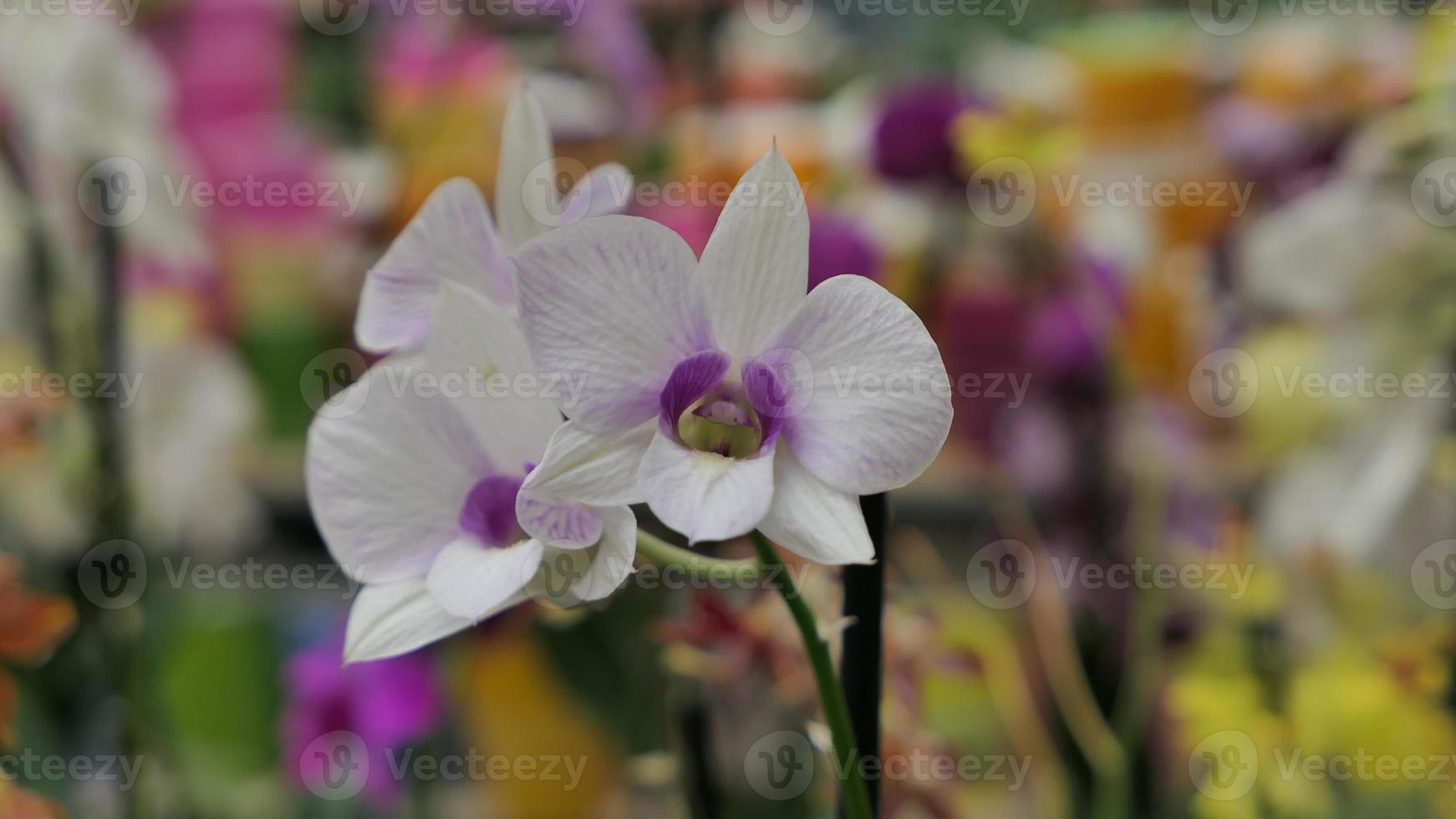 mooi phalaenopsis orchideeën in de kas foto