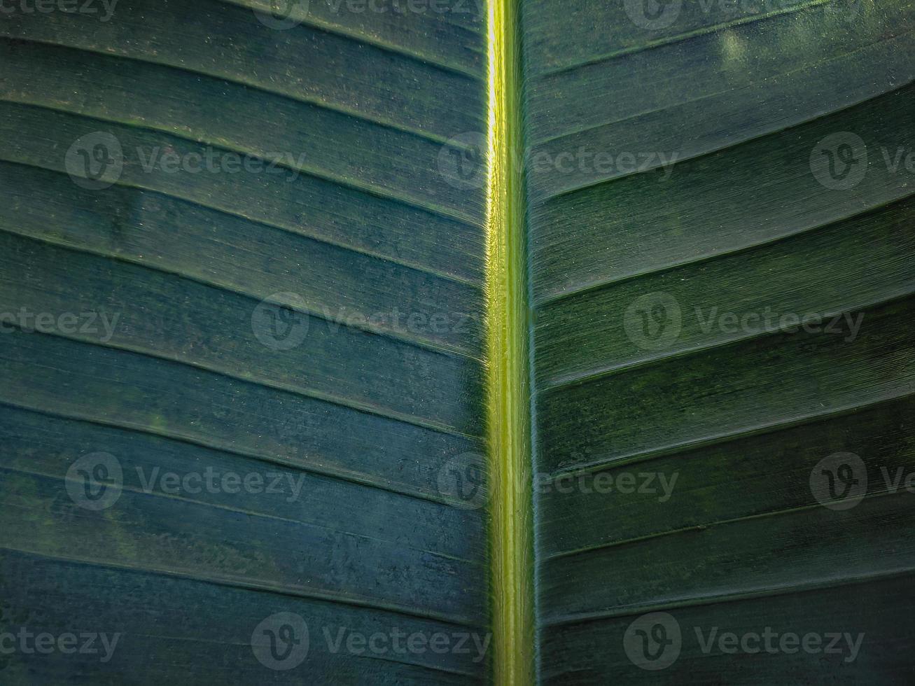 groene blad textuur natuur achtergrond foto