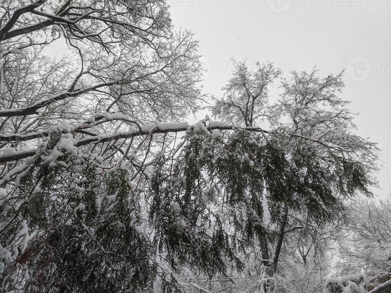 winter in de park landschap achtergrond foto