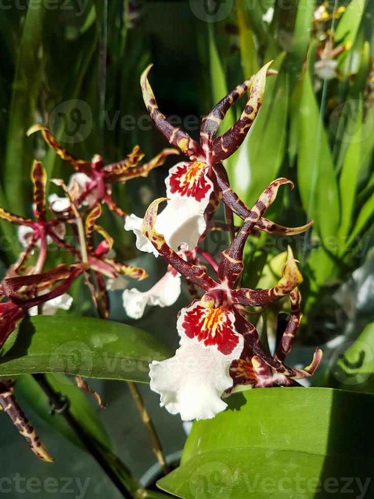 mooi phalaenopsis orchideeën in de kas foto